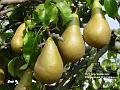 2002-0912pears